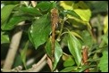 J01_3043 Norfolk Hawker