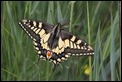 J01_3117 Swallowtail