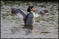 J01_3143 Great Crested Grebe