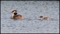 J01_3147 Grebe and chick