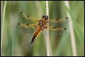 J01_3154 Four-spotted Chaser female