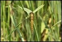 J01_3157 Black-tailed Skimmer female