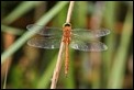 J01_3185 Norfolk Hawker male