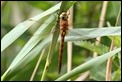 J01_3188 Norfolk Hawker female