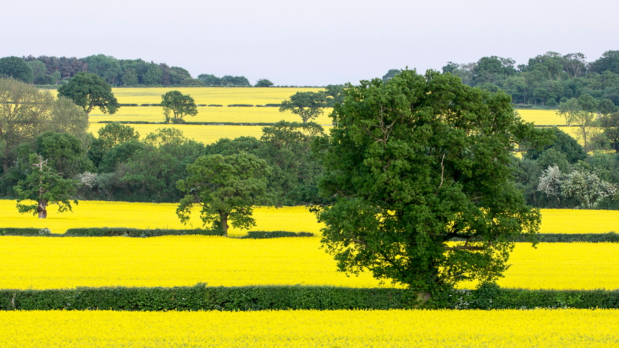 _MG_0244 Rape fields