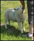 _MG_0317 Unusually friendly lamb