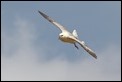 J01_3230 Fulmar