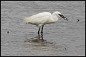 J01_3251 Egret with catch