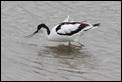 J01_3255 Ruffled Avocet