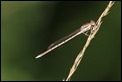 J01_3596 Winter Damselfly