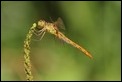 J01_3632 Southern Darter