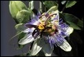 J01_3658 Violet Bee and Passion Flower