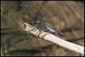 J01_3698 Black-tailed Skimmer