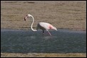 J01_3704 Greater Flamingo