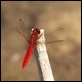 J01_3713 Scarlet Darter