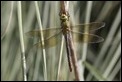 J01_3830 Emperor Dragonfly