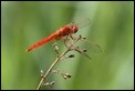 J01_3832 Scarlet Darter