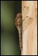 J01_4246 female Common Darter