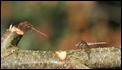 J01_4272 male and female Common Darters