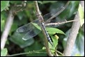 J01_4290 male Migrant Hawker