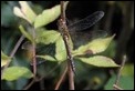 J01_4296 female Migrant Hawker