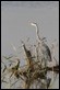 J01_4313 Strumpshaw Heron