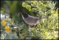 J01_2403 Sardinian Warbler male