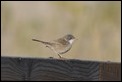 J01_4610 Sardinian Warbler female