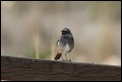 J01_4612 Black Redstart