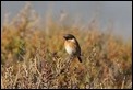 J01_4615 Stonechat