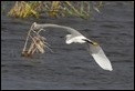 J01_4616 Little Egret