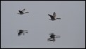 J14_0175 Canada Geese