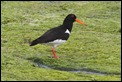 J14_0445 Oystercatcher