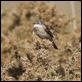 J14_0453 Whitethroat