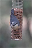 J14_0491 Nuthatch