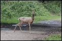 J14_0623 Roe Deer Doe