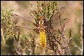 J14_0639 Libellula depressa