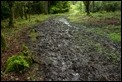 Forest Path