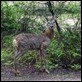 _MG_3951 Roe Deer