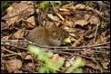 _MG_3994 Bank Vole