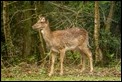 _MG_4003 Fallow Deer