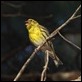 J14_1259 Serin