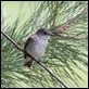 J14_1577 Spotted Flycatcher