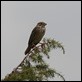 J14_1583 Corn Bunting