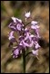 _MG_4256 Military Orchid