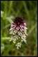 _MG_4335 Burnt Tip Orchid