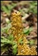 _MG_4346 Birds-nest Orchid