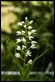 _MG_4357 Narrow-leaved Helleborine