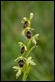 _MG_4525 Aymonins Ophrys