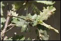 J14_1470 Yellow Clubtail